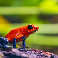 Rödig, Constanze's avatar